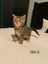 Cute kittens for sale Carousel 9
