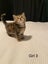 Cute kittens for sale Carousel 7