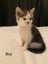 Cute kittens for sale Carousel 10