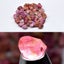 96.72ct 32pcs Lot Rough Purple Red Ruby - Unheated, Tanzania Gems Carousel 1