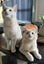 Jasper & Latte - Furrytails Kitten Rescue Carousel 1