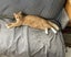 Brave Paws Cat Rescue - Cats - Buddy & Chesterr Carousel 10