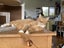 Brave Paws Cat Rescue - Cats - Buddy & Chesterr Carousel 18