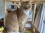 Brave Paws Cat Rescue - Cats - Buddy & Chesterr Carousel 3