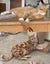 Brave Paws Cat Rescue - Cats - Buddy & Chesterr Carousel 1