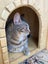 Brave Paws Cat Rescue - Cat - Sandy Carousel 5