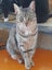 Brave Paws Cat Rescue - Cat - Sandy Carousel 1