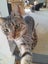 Brave Paws Cat Rescue - Cat - Sandy Carousel 3