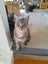 Brave Paws Cat Rescue - Cat - Sandy Carousel 8