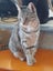 Brave Paws Cat Rescue - Cat - Sandy Carousel 6