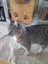 Brave Paws Cat Rescue - Cat - Sandy Carousel 4