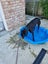 Jess (Rowdy's Message) 5 yr old retired greyhound **NEW PLYMOUTH based** Carousel 9