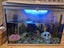 Fish tanks Carousel 1