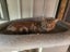 Chance - Wcc Rescue Cat Carousel 6