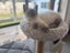Harley - Wcc Rescue Ragdoll Kitten Carousel 1