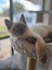 Harley - Wcc Rescue Ragdoll Kitten Carousel 2