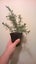 Coprosma Kirkii Goldstream x 10 Carousel 2