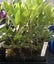 Laurus nobilis/Bay Tree x 1 Carousel 2