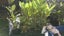 Laurus nobilis/Bay Tree x 1 Carousel 4