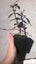 Trachelospermum Asiaticum Carousel 1