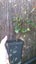 Trachelospermum Asiaticum Carousel 3