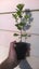 Pittosporum crassifolium x 50 Carousel 3