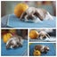 very cute Pure Bred mini Lops Carousel 3