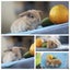 very cute Pure Bred mini Lops Carousel 4