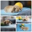 very cute Pure Bred mini Lops Carousel 6