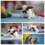 very cute Pure Bred mini Lops Carousel 7