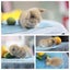 very cute Pure Bred mini Lops Carousel 8