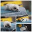very cute Pure Bred mini Lops Carousel 9