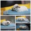 very cute Pure Bred mini Lops Carousel 11