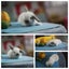 very cute Pure Bred mini Lops Carousel 12