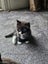 Fluffy Kittens Carousel 2