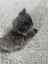 Fluffy Kittens Carousel 4