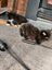 Fluffy Kittens Carousel 5