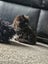 Fluffy Kittens Carousel 6