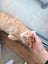 Cat for adoption Carousel 3