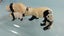 Vintage Britains Zoo Lead Animals: Panda Bears Carousel 3