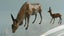 Vintage Britains Zoo Lead Animals: Gazelle & Eland Bull Carousel 2