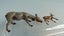 Vintage Britains Zoo Lead Animals: Gazelle & Eland Bull Carousel 6