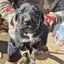 German Shepard X Lab pups Carousel 4