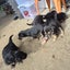 German Shepard X Lab pups Carousel 3