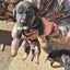 German Shepard X Lab pups Carousel 5