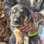 German Shepard X Lab pups Carousel 6