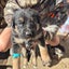 German Shepard X Lab pups Carousel 7