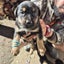 German Shepard X Lab pups Carousel 11
