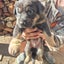 German Shepard X Lab pups Carousel 10