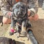 German Shepard X Lab pups Carousel 12